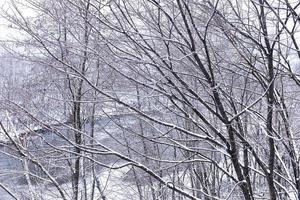 Baum bedeckt mit Schnee im Winter foto