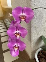 Vanda-Orchideen sind Orchideen, die oben wachsen, ohne zu verklumpen. die Blüten sind recht groß. Die Blumen sind hell und schön, die Blumen sind kreisförmig, die Blütenblätter sind ziemlich hart und haltbar. foto