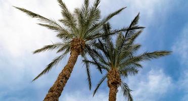 Palmen gegen den Himmel