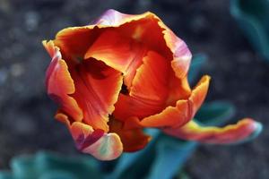 Nahansicht von Orange Tulpe, oben Aussicht foto