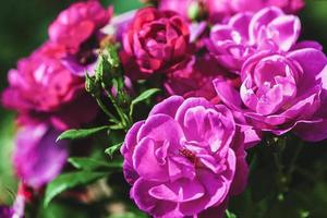 Nahansicht von lila Rosa Rosen blühen im Sommer- Garten foto