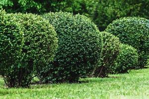 Ball geformt Sträucher im Stadt Park, Topiary Kunst foto