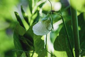 Grün Erbse Pflanze mit Weiß Blume im das Gemüse Garten foto