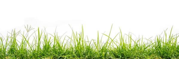 grünes Gras isoliert auf weißem Hintergrund foto