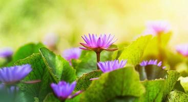 violett Lotus mit Grün Blatt im Teich und Sonnenschein foto