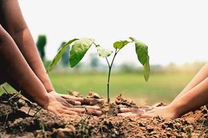 Nahansicht zwei Hand Portion Pflanzen Baum im Natur zum speichern Erde. Umgebung Öko Konzept foto