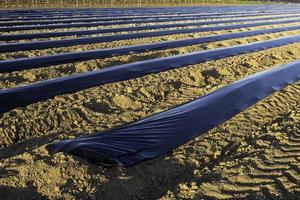 Spargel Plantage im das Feld foto