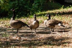 Gänse im das Sonnenlicht schließen oben foto