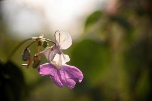 lila Blume Impatiens balfourii mit Weiß Blütenblätter und ein lila Center. foto