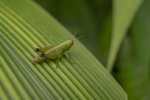 schließen oben Foto Gras Hooper Über das Streifen Blatt auf das regnerisch Wald. das Foto ist geeignet zu verwenden zum Natur Poster, wild Leben Hintergrund und Tier Inhalt Medien.