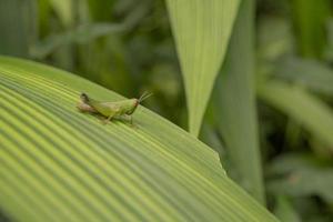 schließen oben Foto Gras Hooper Über das Streifen Blatt auf das regnerisch Wald. das Foto ist geeignet zu verwenden zum Natur Poster, wild Leben Hintergrund und Tier Inhalt Medien.