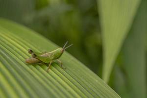 schließen oben Foto Gras Hooper Über das Streifen Blatt auf das regnerisch Wald. das Foto ist geeignet zu verwenden zum Natur Poster, wild Leben Hintergrund und Tier Inhalt Medien.