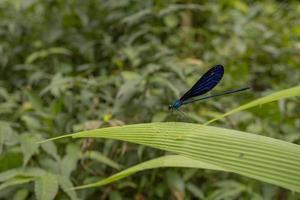 schließen oben Foto von Drachen fliegen Über das Grün verlassen auf das tropisch Wald. das Foto ist geeignet zu verwenden zum Natur Poster, wild Leben Hintergrund und Tier Inhalt Medien.