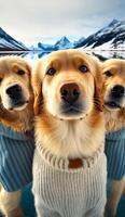 ein Gruppe von golden Retriever Hunde tragen Kleider Bild generativ ai foto