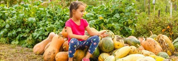 kleines Mädchen, das Kürbisse auf Halloween-Kürbisbeet pflückt. Kind spielt auf dem Gebiet des Kürbisses. Kinder pflücken reifes Gemüse auf einem Bauernhof in der Thanksgiving-Ferienzeit. Familie mit Kindern, die Spaß im Herbst haben foto
