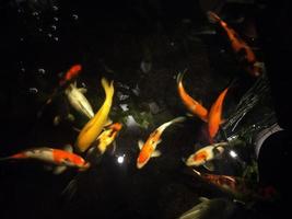 Koi Fisch ein Anfänger leiten zu Auswählen, Füttern und Aufrechterhaltung Ihre bunt Teich Haustiere foto