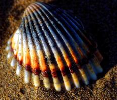 Muschel im Sand foto