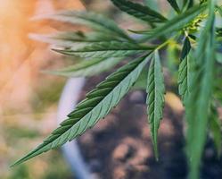 Cannabis Blatt mit Sonnenschein Hintergrund foto