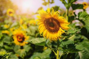 schließen oben Sonnenblume Blühen im Feld mit Sonnenschein foto
