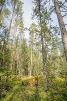 Bäume im Wald foto