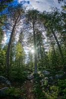 Bäume im Wald foto