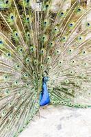 bunt Pfau schließen oben foto