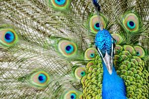 bunt Pfau schließen oben foto