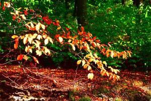 Herbst Blätter im das sonnig Wald foto