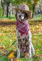 Dalmatiner in Cowboyhut und Schal mit Herbstlaub foto