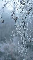 das gefroren Winter Aussicht mit das Wald und Bäume bedeckt durch das Eis und Weiß Schnee foto