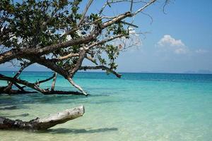 das Geäst von Baum auf das Strand mit Seelandschaft und Blau Himmel im Hintergrund foto