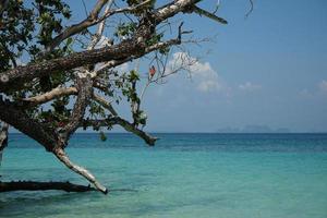 das Geäst von Baum auf das Strand mit Seelandschaft und Blau Himmel im Hintergrund foto