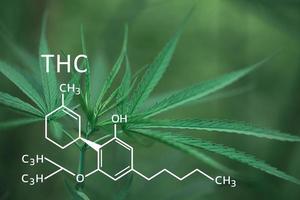 thc Formel, Tetrahydrocannabinol. cbd und thc Elemente im Cannabis, wachsend Marihuana, medizinisch Marihuana, Apotheke Geschäft. Cannabinoide und Gesundheit, Hanf Industrie, Grün Blatt Muster Hintergrund. foto