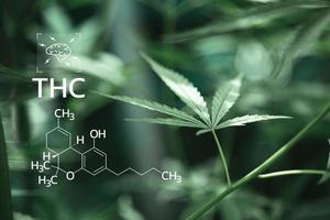 thc Formel, Tetrahydrocannabinol. cbd und thc Elemente im Cannabis, wachsend Marihuana, medizinisch Marihuana, Apotheke Geschäft. Cannabinoide und Gesundheit, Hanf Industrie, Grün Blatt Muster Hintergrund. foto