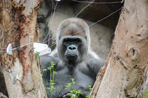 Gorilla im Zoo foto