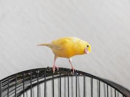 selektiv Fokus. neugierig Gelb Kanarienvogel sieht aus Gerade Sitzung auf ein Käfig auf ein Licht Hintergrund. Zucht von Singvögel. foto