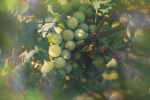 reif Grün Trauben auf ein Ranke im ein Weinberg auf ein warm Herbst Tag im Nahansicht foto