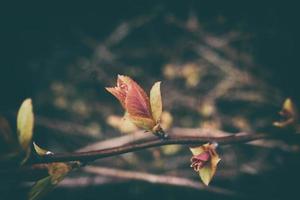zart Blätter auf Geäst im das warm Frühling Sonnenschein im März foto