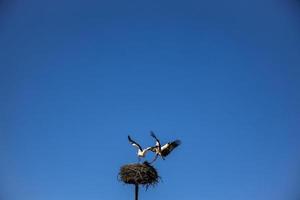 kostenlos Vögel Störche auf ein Hintergrund von das Blau Himmel im Flug Kampf zum Gniazo im das Frühling foto