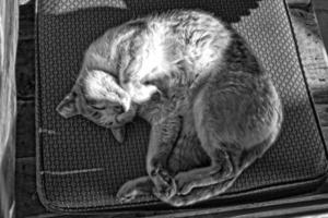 weiß Rot Katze Schlafen auf ein Stuhl im das warm Sonnenschein während das Tag foto