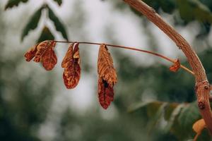 Herbst Gold braun Blätter auf ein Baum auf ein sonnig Tag mit Bokeh foto