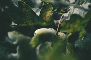 Grün Herbst Eicheln auf das Ast von ein Eiche unter das Blätter foto