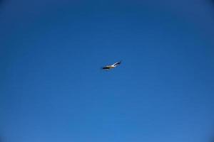 kostenlos wild schwarz und Weiß Storch im Flug gegen das Hintergrund von das Frühling wolkenlos Blau Himmel foto