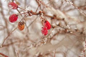 schön Strauch mit rot Früchte bedeckt mit Weiß Frost foto