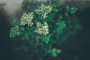 l Weiß Blume von ein Busch Nahansicht gegen ein Hintergrund von Grün Blätter im Sonnenschein Frühling Tag im das Park foto