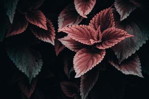 natürlich dunkel Grün und Burgund Hintergrund mit Blätter von ein Zier Pflanze Nahansicht foto