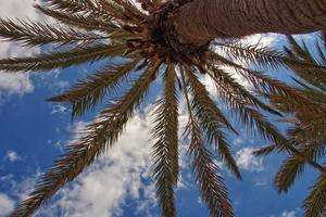 Original interessant Hintergrund mit ein exotisch Palme Baum mit Grün Blätter gegen das Blau Himmel gesehen von unten foto