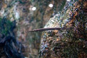 wenig Fisch Tier Schwimmen im das Aquarium von das Zoo von Saragossa im Spanien auf ein dunkel Hintergrund foto