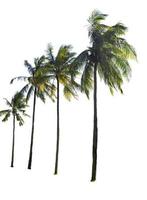 Kokosnussbaum lokalisiert auf einem weißen Hintergrund foto