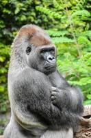 Gorilla im Zoo foto